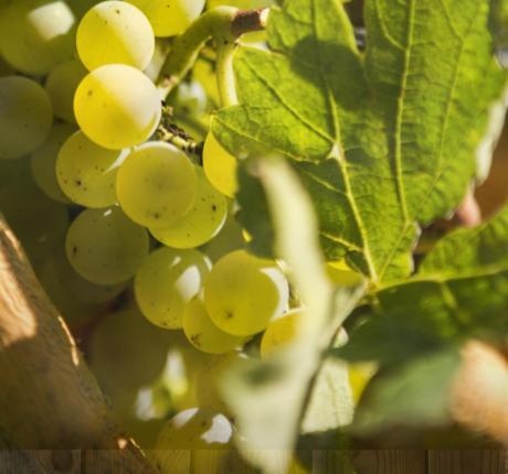 Agriturismo L'Eremo Volpago del Montello Εξωτερικό φωτογραφία